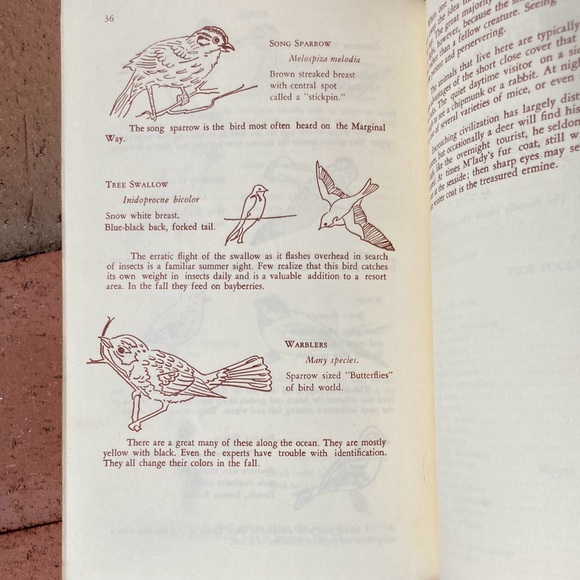 1971 Marginal Way Guide To Natural History Of Seacoast Area Maine New England - Picture 6 of 12